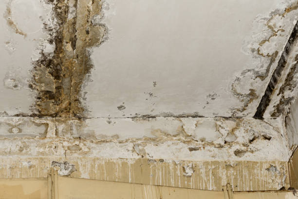 Best Airborne Mold Testing  in Roslyn, NY